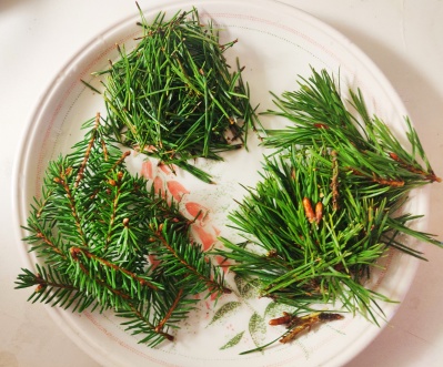 pine-spruce-tree-needles-conners-clinic detox for vaccines